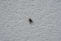 The housefly sits on the outer wall of the house in May. Berlin, Germany Royalty Free Stock Photo