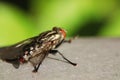 Housefly is sitting on the floor Royalty Free Stock Photo