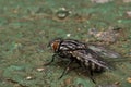 Housefly sitting on a green surface