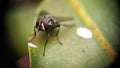 A housefly sitting on leaf with extreme macro photography Royalty Free Stock Photo