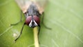 A housefly sitting on leaf with extreme macro photography Royalty Free Stock Photo