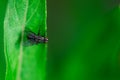 Housefly is sitting on a leaf, Musca domestica, Macro photo