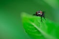 Housefly is sitting on a leaf, Musca domestica, Macro photo