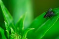 Housefly is sitting on a leaf, Musca domestica, Macro photo