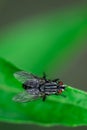 Housefly is sitting on a leaf, Musca domestica, Macro photo