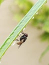 A housefly sitting on the leaf surface.