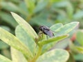 Housefly Sitting On The Plant