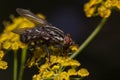 Housefly is sitting on a small yellow flowers. Animals in wildlife.