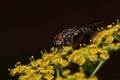 Housefly is sitting on a small yellow flowers. Animals in wildlife.