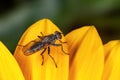 Housefly taking rest on yellow flower petals