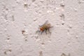Housefly on textured white wall Royalty Free Stock Photo