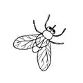 Housefly. Vector illustration of an insect