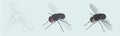 Housefly. Vector illustration in 3 styles linear, colored, realistic icons