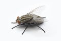 The Housefly on white background in Southeast Asia. Royalty Free Stock Photo