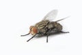 The Housefly on white background in Southeast Asia. Royalty Free Stock Photo