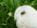 A housefly on the white pebble on the green grass