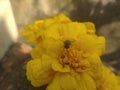 Housefly on the yellow marigold Flower