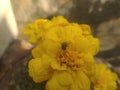 Housefly on the yellow marigold Flower