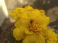 Housefly on the yellow marigold y