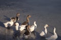 Household animals and birds. goose on blue lake Royalty Free Stock Photo
