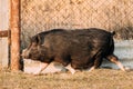 Household Black Pig Running In Farm Yard. Pig Farming Is Raising Royalty Free Stock Photo