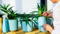 household chores. a woman is watering homemade flowers. a home hobby of an adult woman