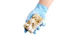 Household dishwashing sponge, hand in blue nitrile glove Royalty Free Stock Photo