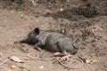 Household A Large Black Pig In Farm. Pig Farming Is Raising And Breeding Of Domestic Pigs, Tanna island, Vanuatu Royalty Free Stock Photo