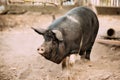 Household Large Black Pig In Farm. Pig Farming Is Raising And Breeding Royalty Free Stock Photo