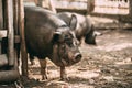 Household A Large Black Pig Itches About Fence In Farm Yard. Pig Royalty Free Stock Photo