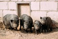 Household A Large Black Pigs In Farm. Pig Farming Is Raising And Royalty Free Stock Photo