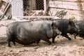 Household A Large Black Pigs In Farm. Pig Farming Is Raising And