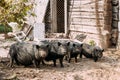 Household A Large Black Pigs In Farm. Pig Farming Is Raising And Breeding Of Domestic Pigs Royalty Free Stock Photo