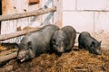 Household A Large Black Pigs In Farm. Pig Farming Is Raising And Royalty Free Stock Photo