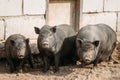 Household A Large Black Pigs In Farm. Pig Farming Is Raising And Breeding Of Domestic Pigs.