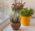 Household ornamental plants