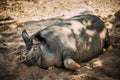 Household Pig Enjoys Relaxing In Dirt. Large Black Pig Resting In Sand. Domestic Pig