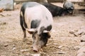 Household Pig In Farm. Pig Farming Is Raising And Breeding Of Domestic Pigs.