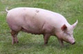 Household pig In fresh green grass in farm