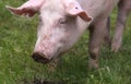 Household pig In fresh green grass in farm