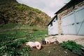 Household Pigs Resting On Ground In Dirt In Yard Of Village Hous
