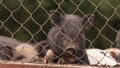 Household A Small Black Pig Sniffs Air In Pen In Farm. Pig Farming Is Raising And Breeding Of Domestic Pigs. It Is A Royalty Free Stock Photo