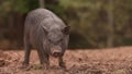 Household A Small Black Pig Standing On Farm. Pig Farming Is Raising And Breeding Of Domestic Pigs. Animal Husbandry Royalty Free Stock Photo