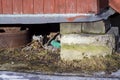 Household trash under a basement