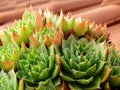 Houseleek with dew drops Royalty Free Stock Photo