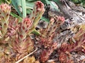 Houseleek flower, group of red colored plants, botany name Sempervivum,
