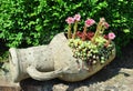 Houseleek flowers (Sempervivum) in flagon