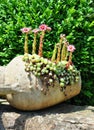 Houseleek flowers (Sempervivum) in flagon