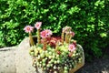 Houseleek flowers (Sempervivum) in flagon Royalty Free Stock Photo