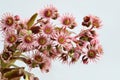 Houseleek inflorescence